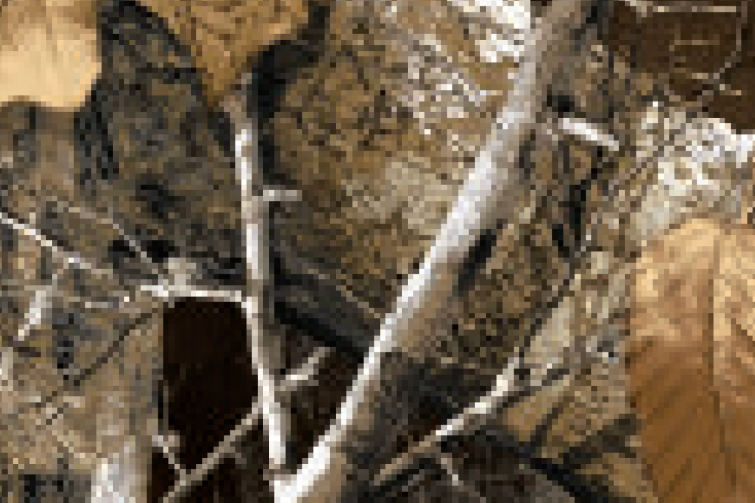 camouflage